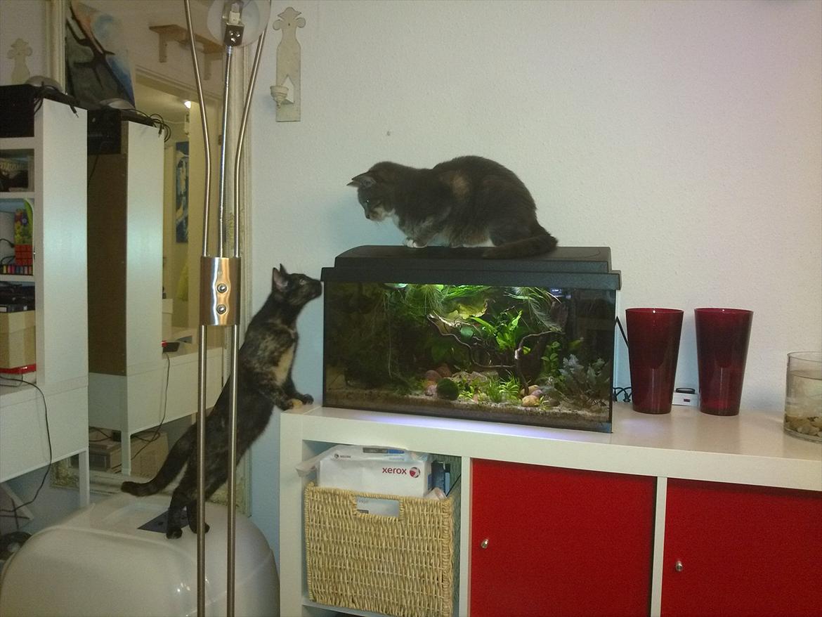 Huskat Castro - castro med vores anden plejekat minna en af de første dage billede 8