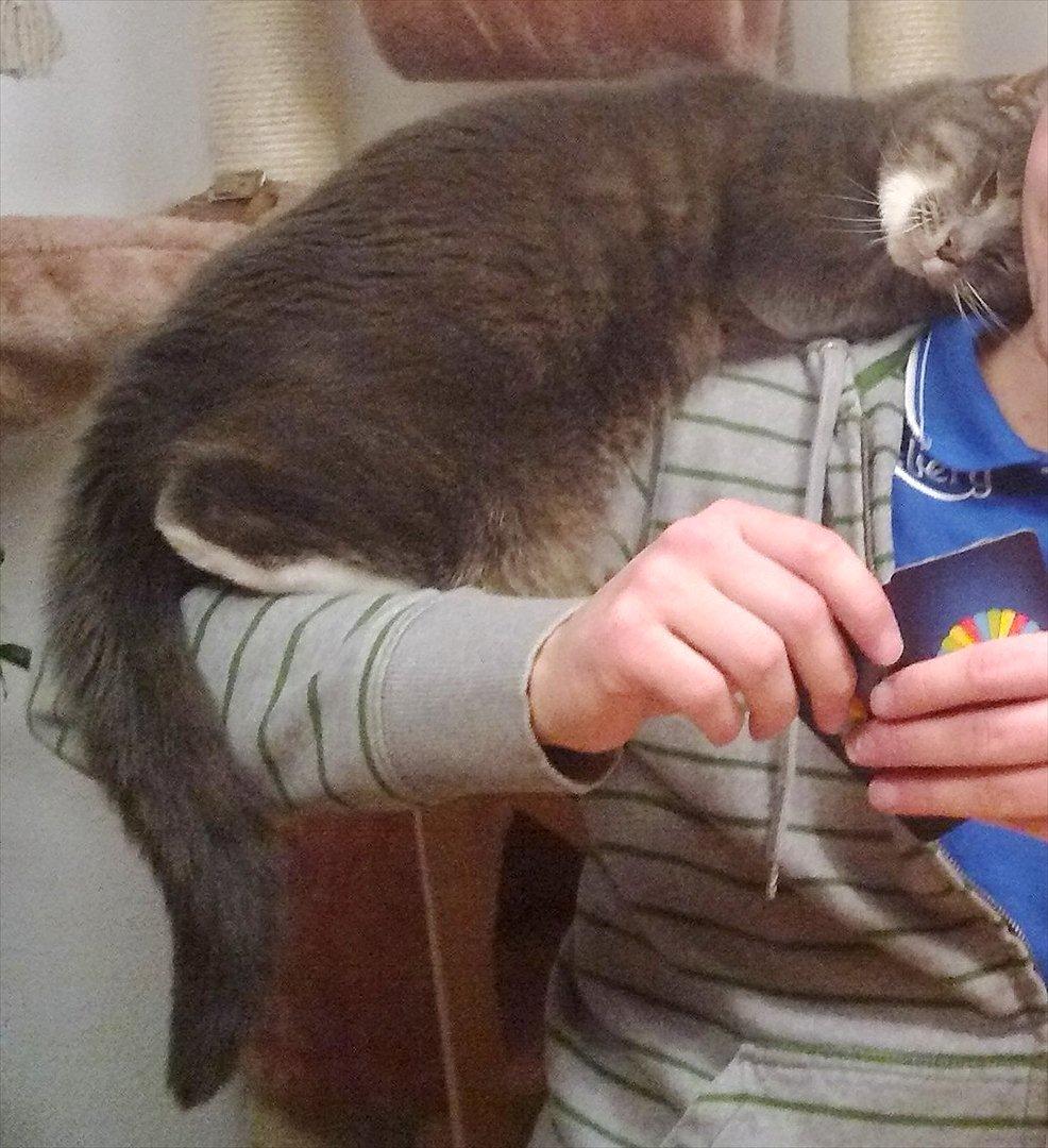 Huskat Castro - total yndlingsplads på fars skulder billede 9