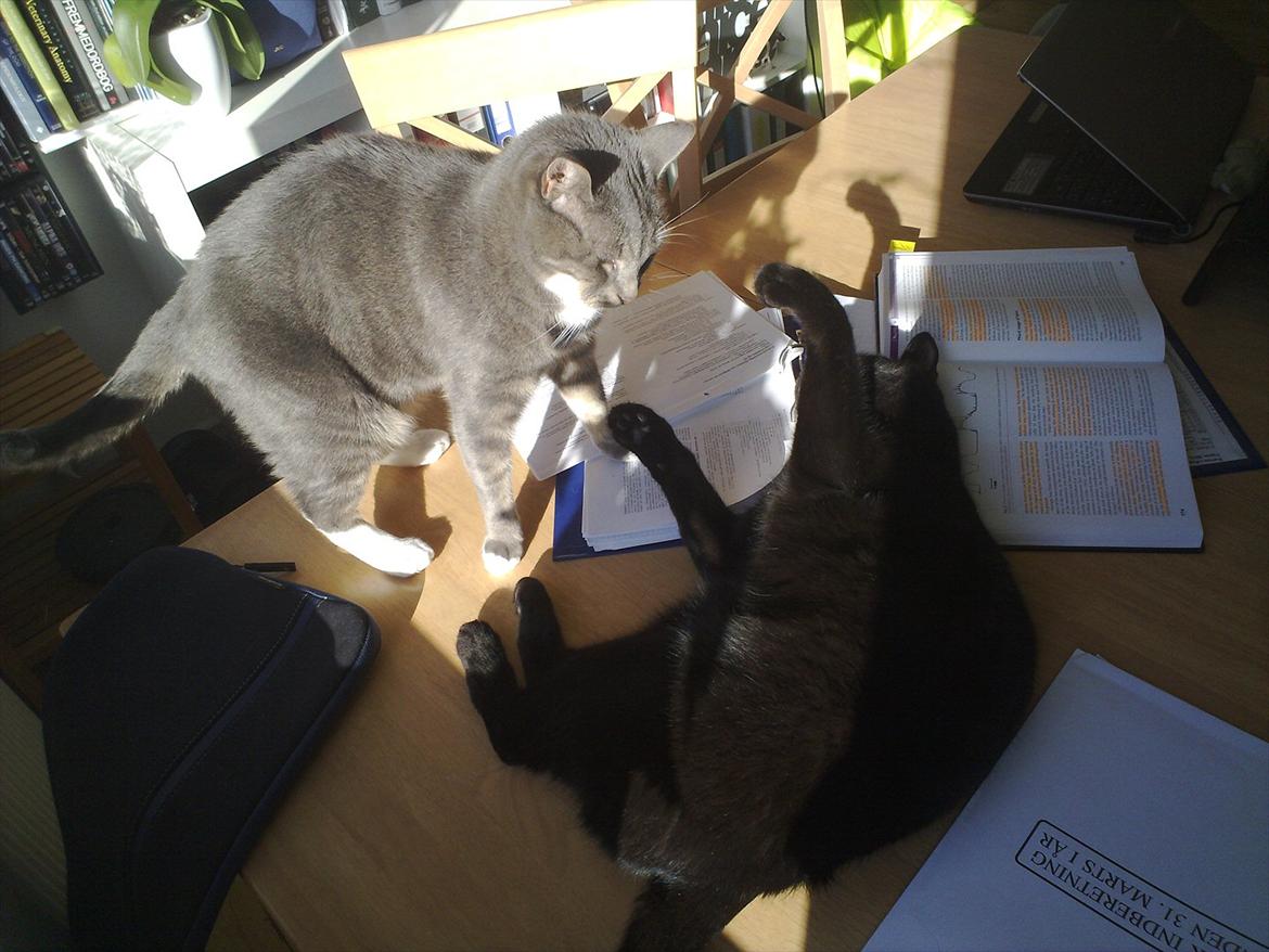 Huskat Castro billede 10