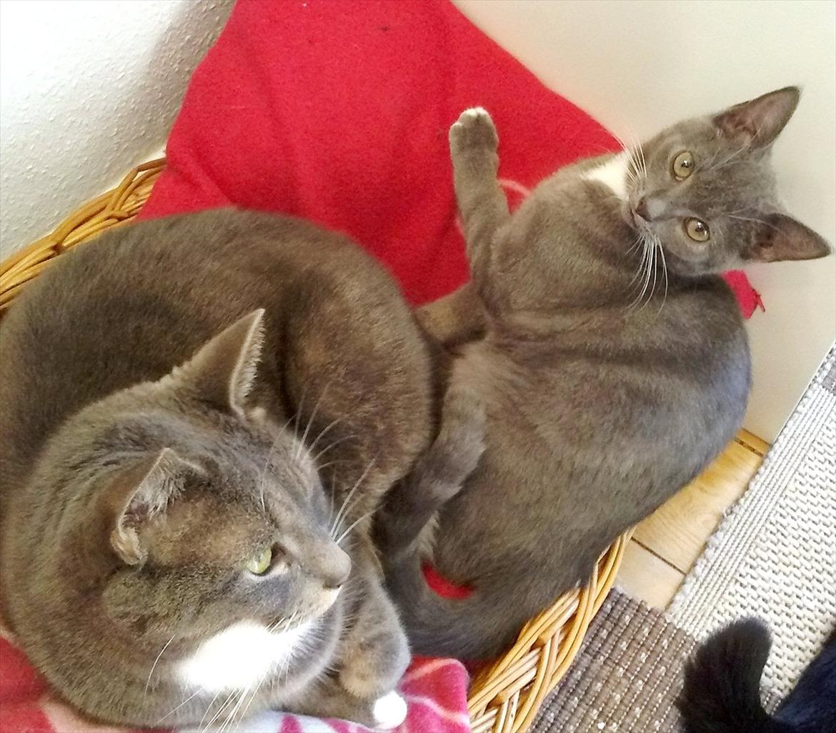 Huskat Castro - castro og putte hygger billede 11