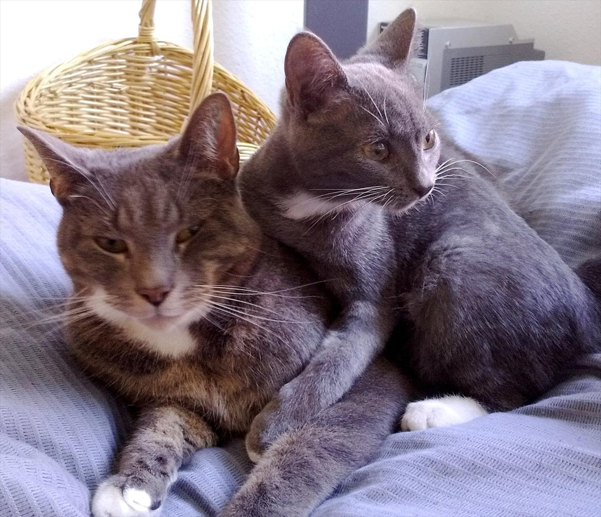 Huskat Castro billede 12