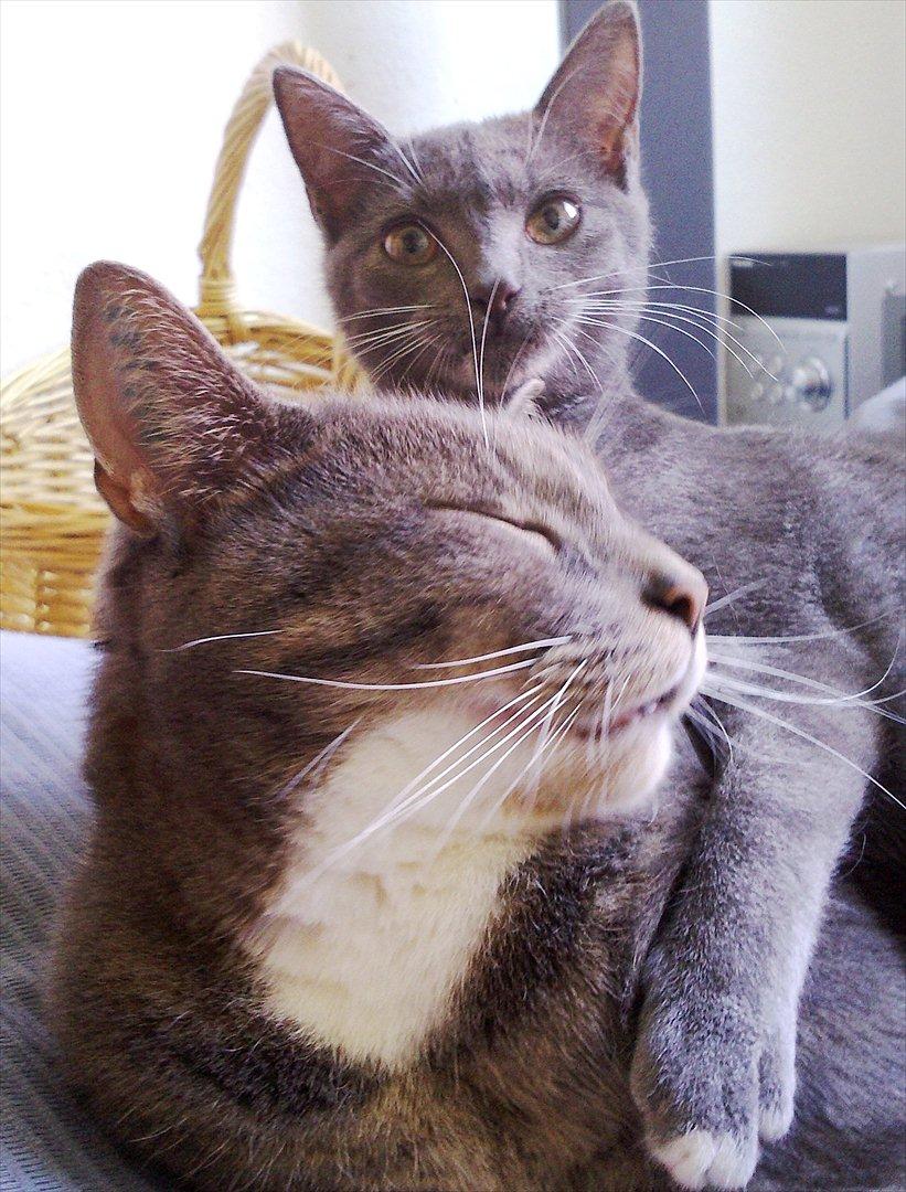 Huskat Castro - castro nyder hvert minut, men putte vil lege billede 13