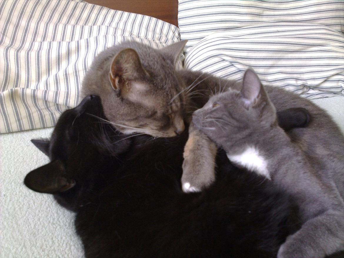 Huskat Castro - fælles hygge tid billede 14