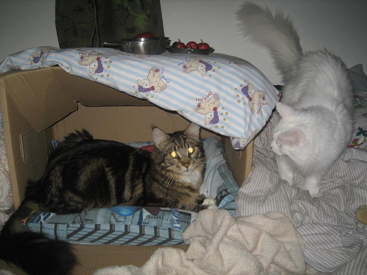 Maine Coon Missy Mille billede 3