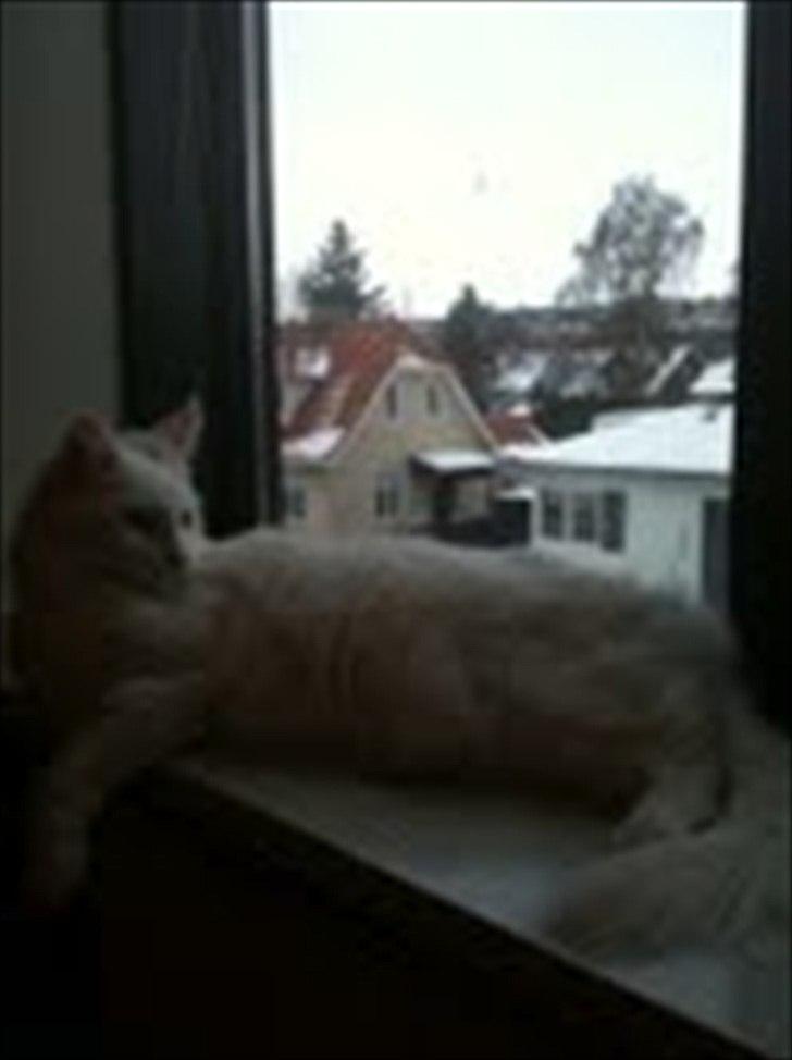 Maine Coon Missy Mille billede 4