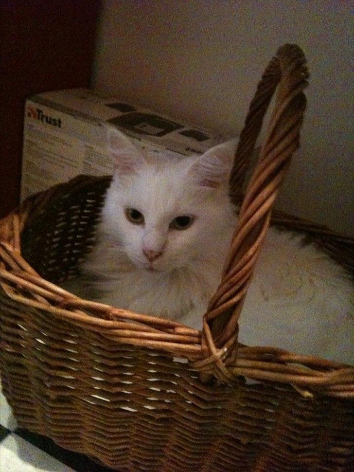 Maine Coon Missy Mille billede 5