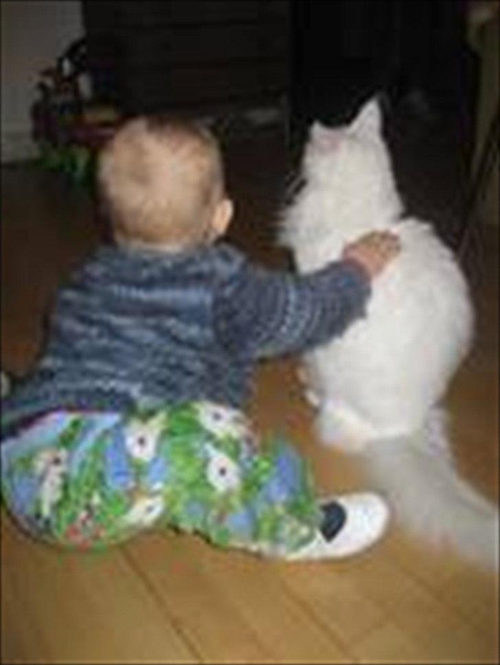 Maine Coon Missy Mille billede 6