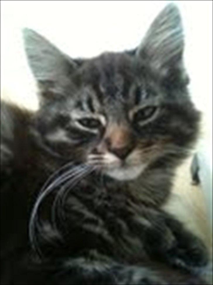 Blanding af racer Sigurd L. Vantekat(Ziggy) billede 2