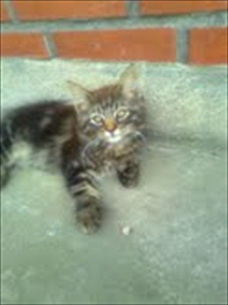 Blanding af racer Sigurd L. Vantekat(Ziggy) - hjemme hos missemor billede 3