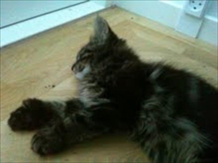 Blanding af racer Sigurd L. Vantekat(Ziggy) billede 4