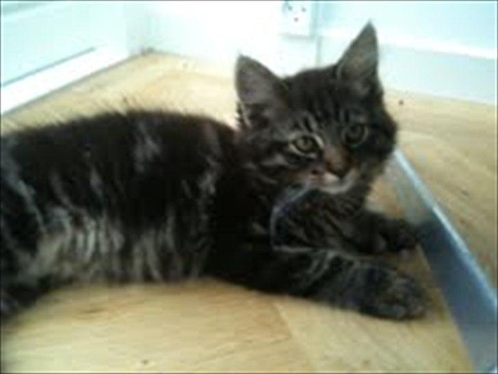 Blanding af racer Sigurd L. Vantekat(Ziggy) billede 5