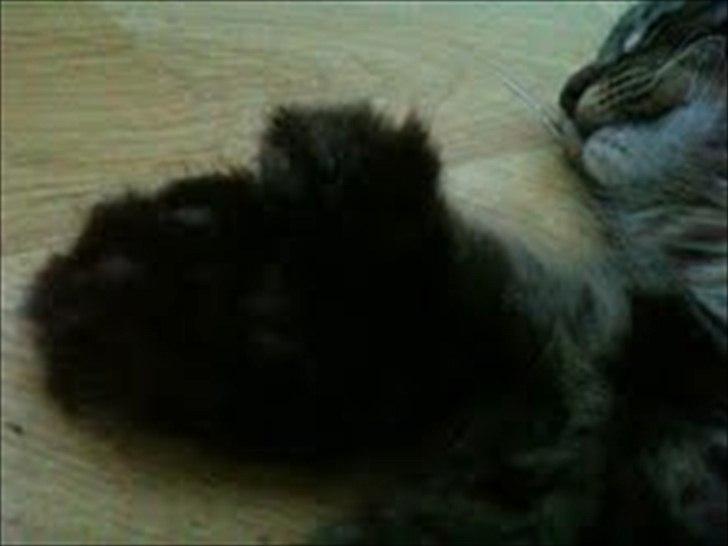 Blanding af racer Sigurd L. Vantekat(Ziggy) - ved simpelthen ikke hvad der skete med den her vinkel;-) men 7 tæer. billede 6