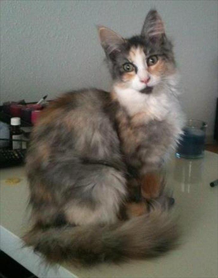 Maine Coon Fie billede 6