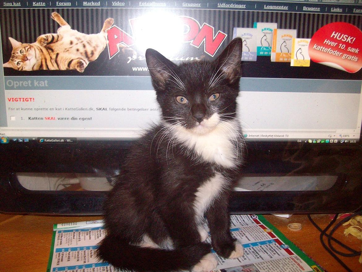 Huskat Simba - Her er søde Simba  billede 1