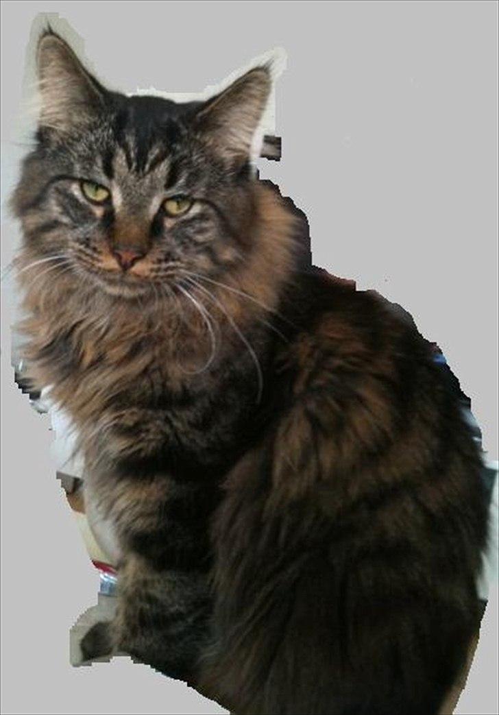 Maine Coon muffe billede 7