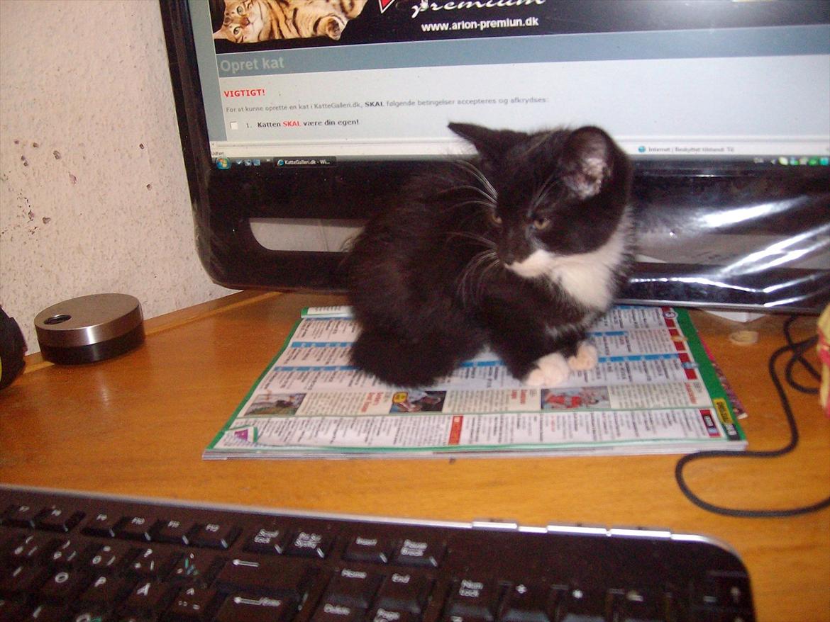 Huskat Simba - Simba  billede 2