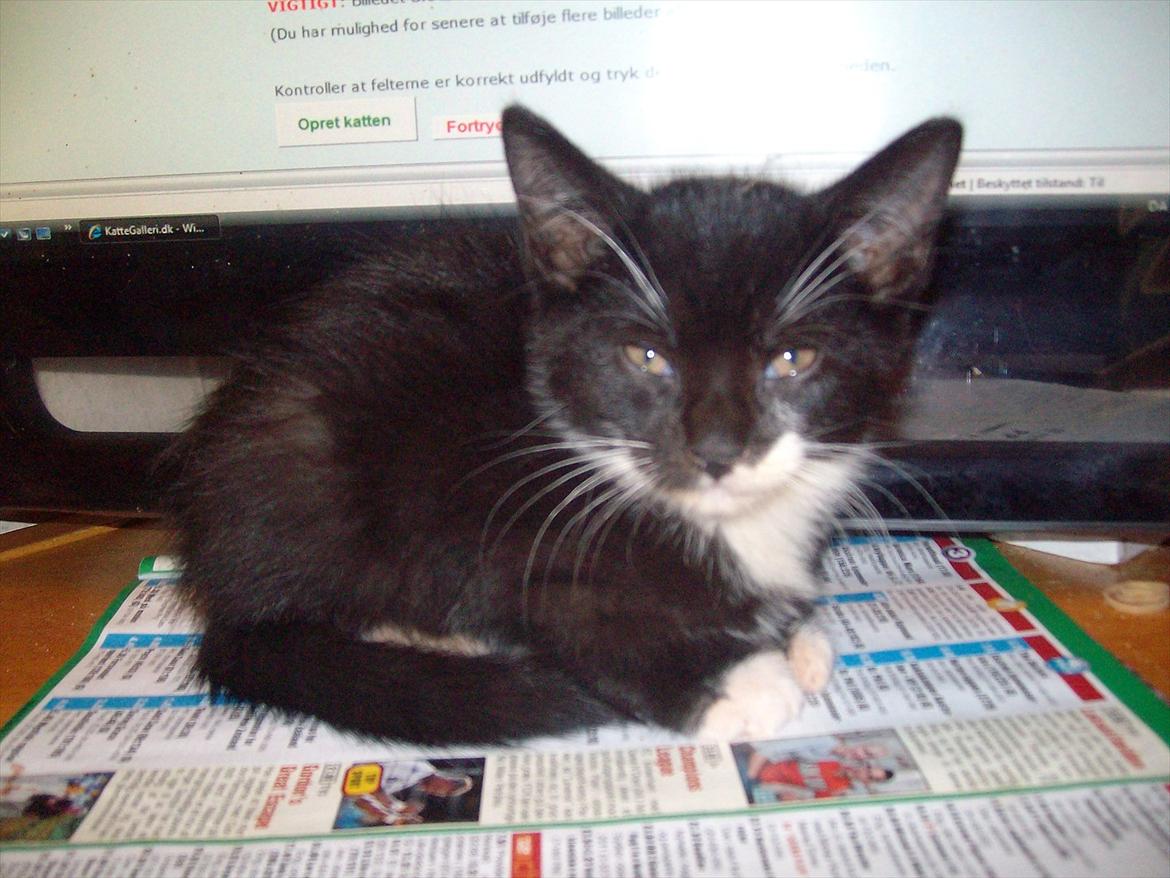 Huskat Simba - Simba mors smukke mis  billede 3