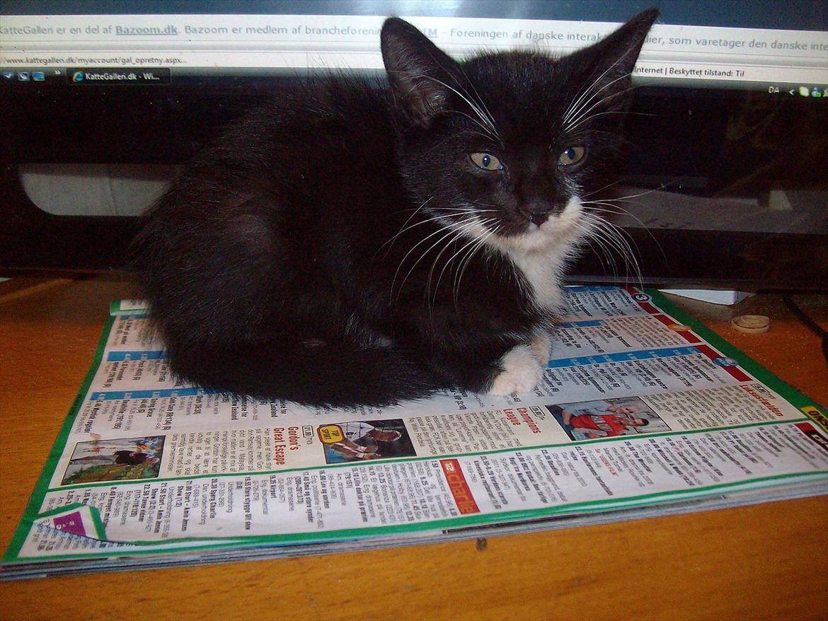 Huskat Simba billede 4