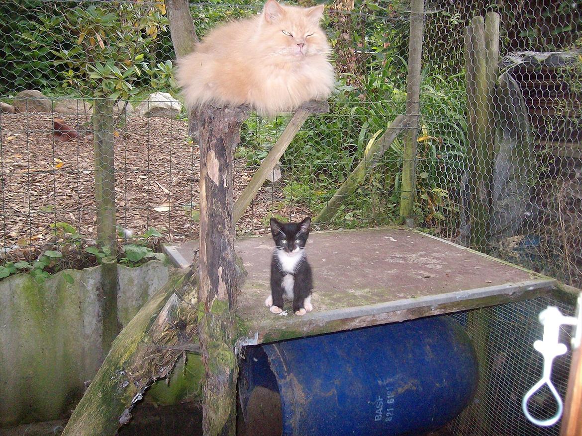 Huskat Simba billede 5