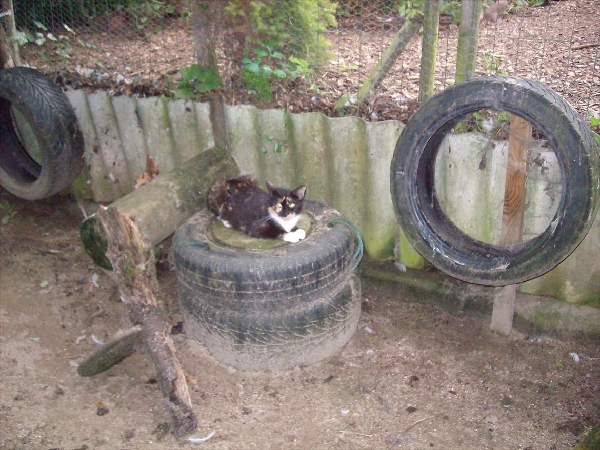 Huskat Simba - mormis Fila billede 6