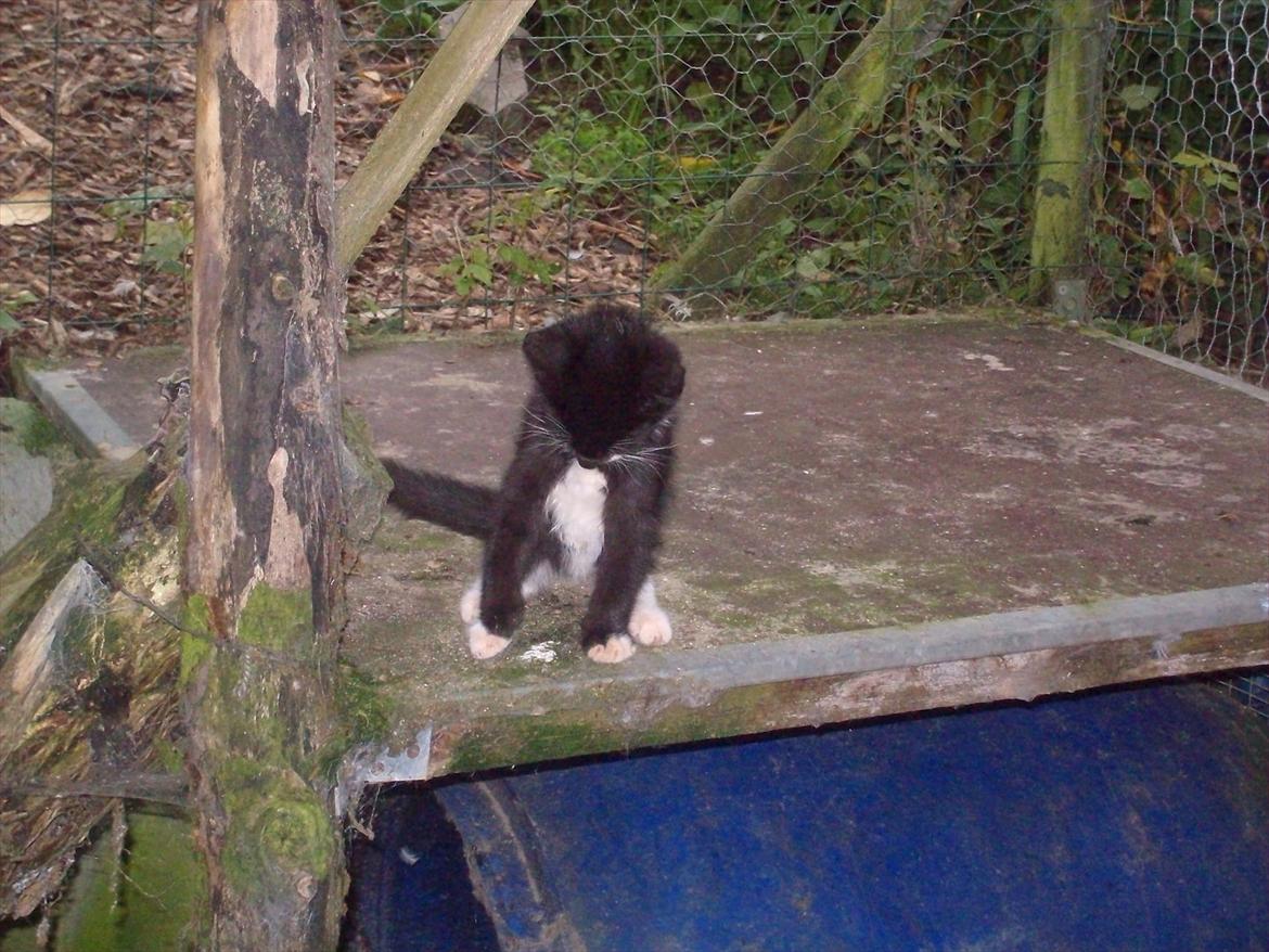 Huskat Simba billede 7