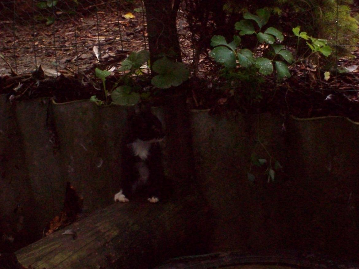 Huskat Simba - Simba her til morgen ggg billede 8