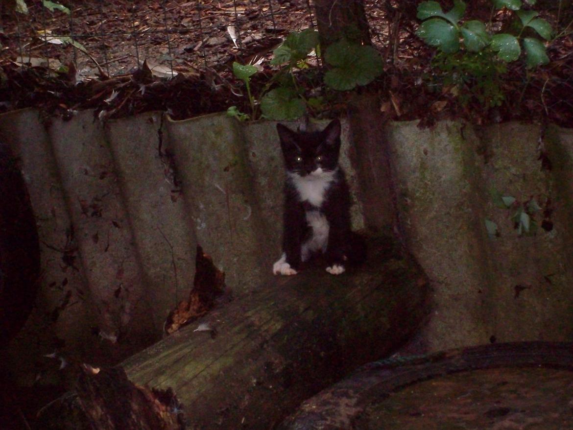 Huskat Simba billede 9