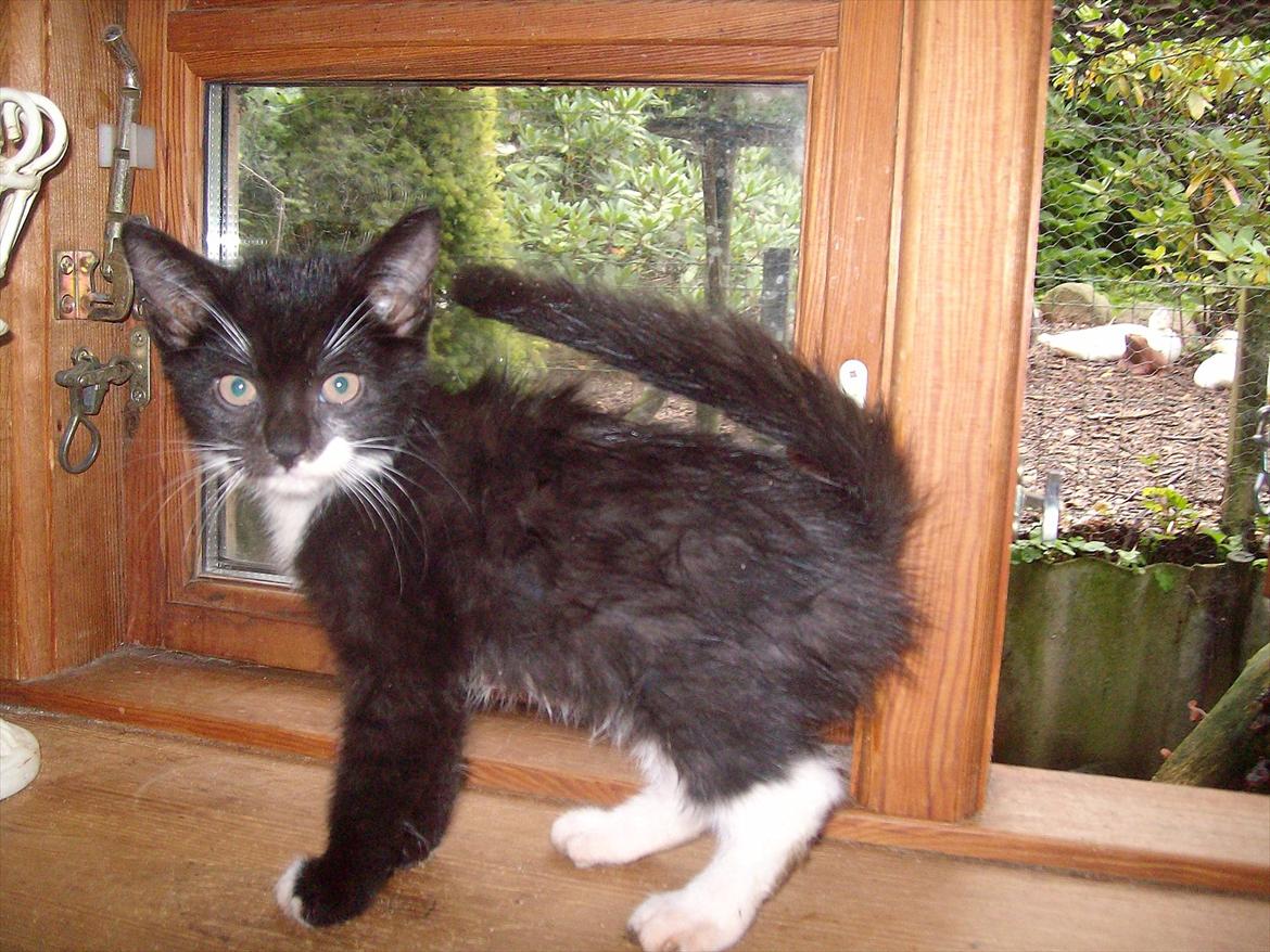 Huskat Simba - Simba lægger halen hen ad ryggen , en ting han har arvet fra sin far Elvis  billede 10