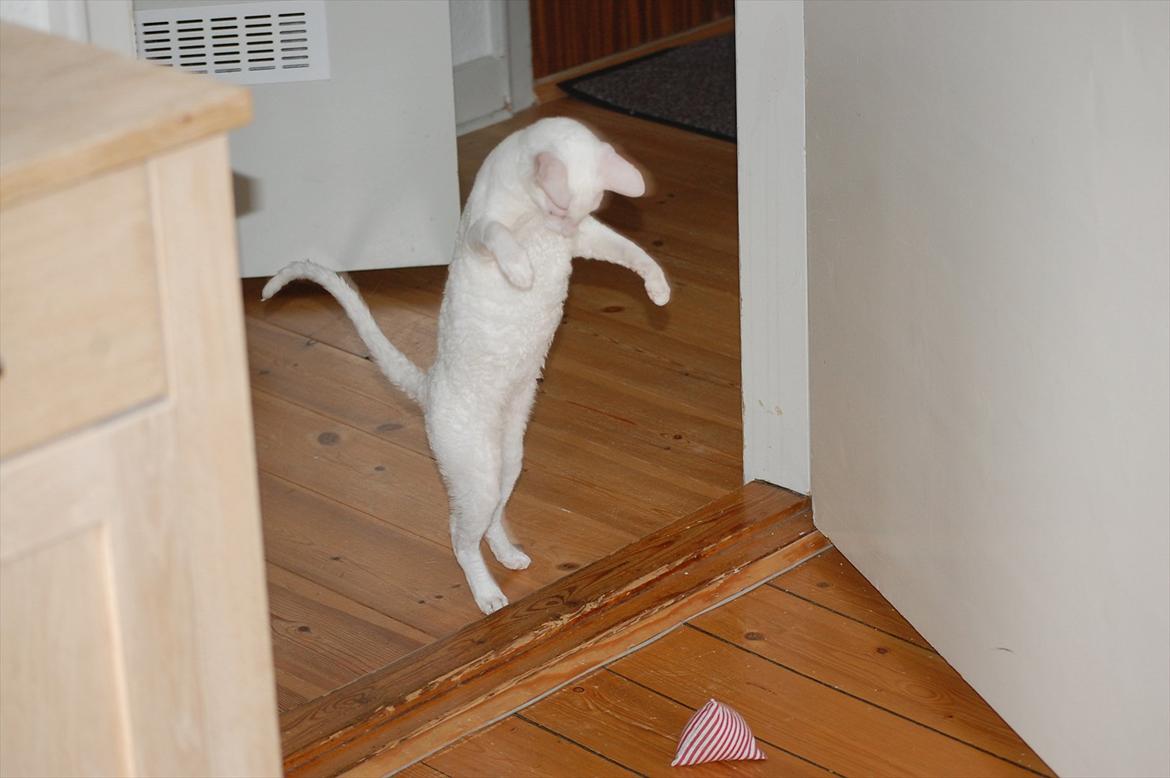 Cornish Rex Arwen Evening Star billede 6