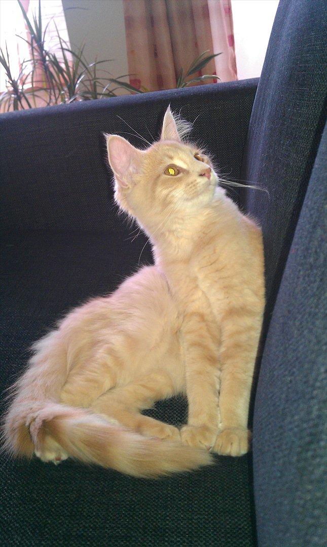 Maine Coon Lykken Pegasus aka. Preben:-* #FARS KAT# - Baby Preben, få dage efter vi fik ham hjem:D billede 1
