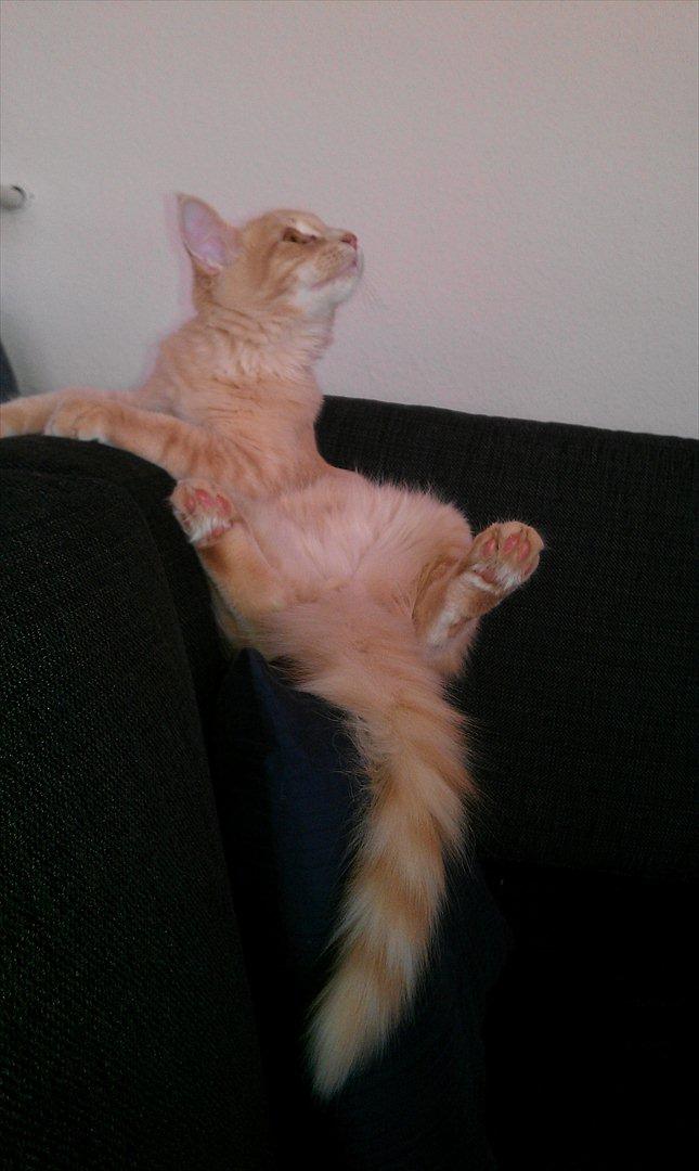 Maine Coon Lykken Pegasus aka. Preben:-* #FARS KAT# - Baby Preben, få dage efter vi fik ham hjem:D billede 2