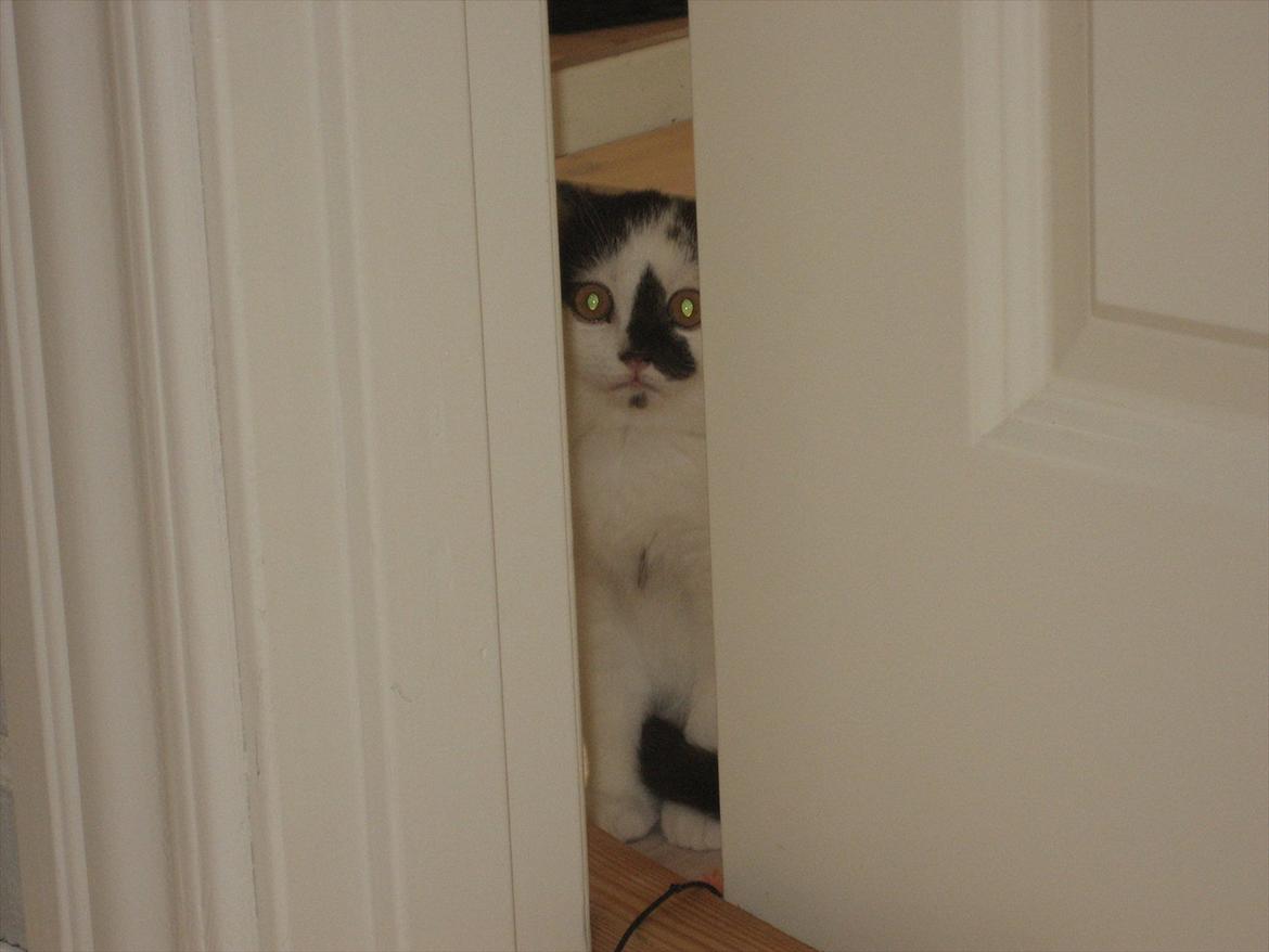 British Shorthair BUFF - Buff, der afventer at vores 2 ragdoll skal acceptere han. billede 1