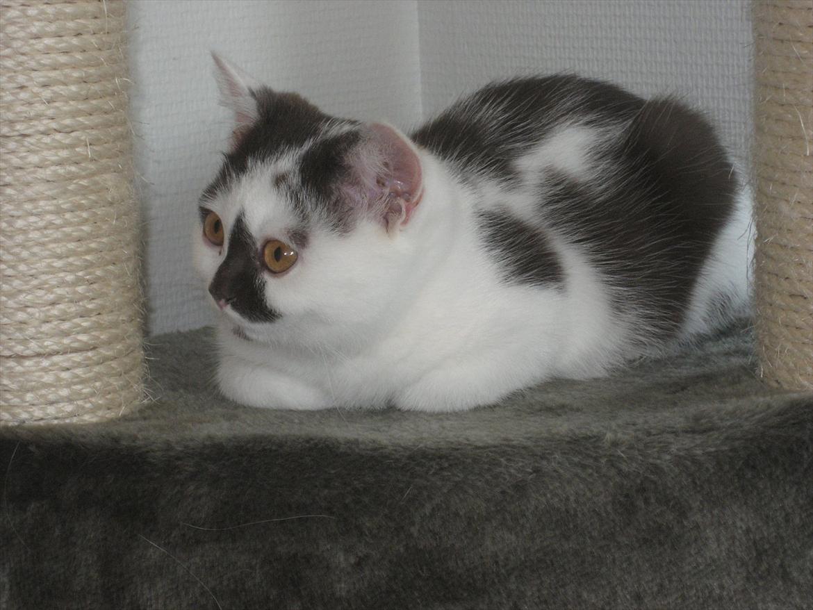 British Shorthair BUFF - Ha ha nu har jeg indtaget klatretårnet. Jeg var kun gemt væk i isolation i 2 døgn billede 2