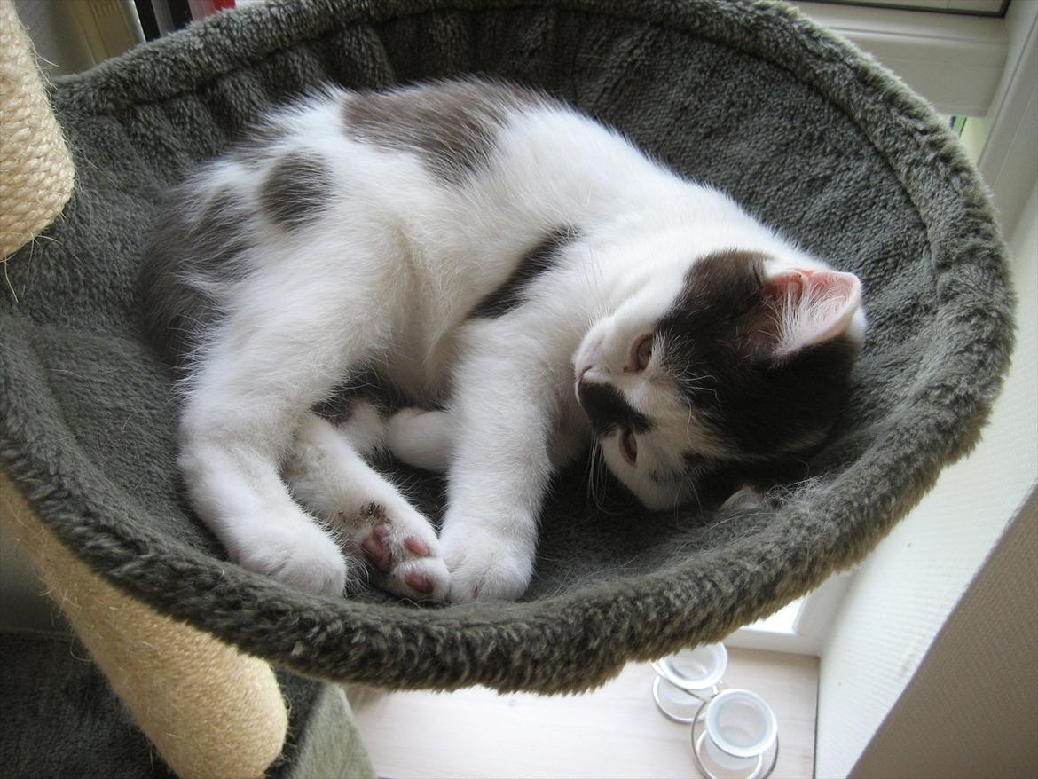 British Shorthair BUFF billede 3