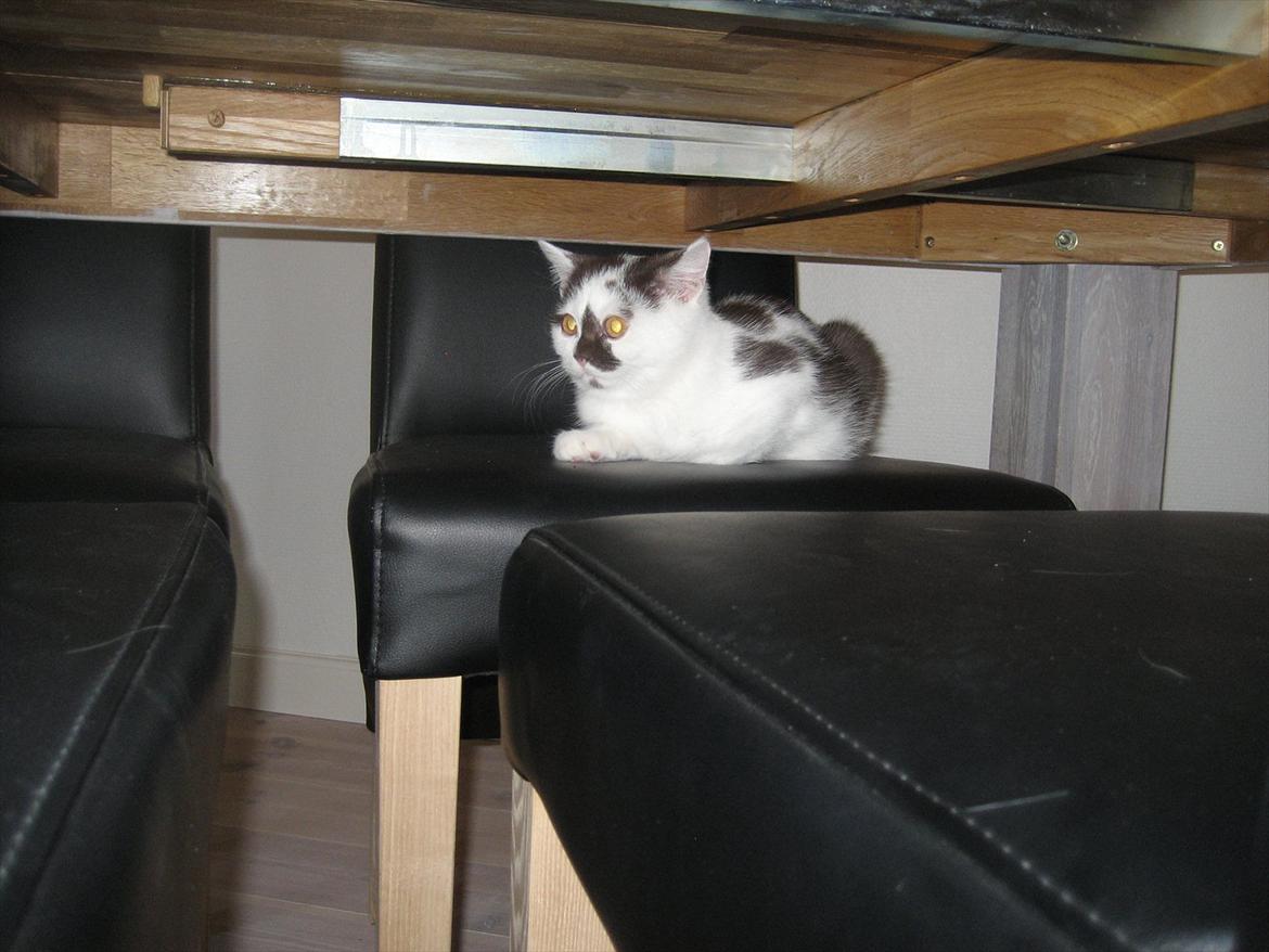 British Shorthair BUFF billede 4