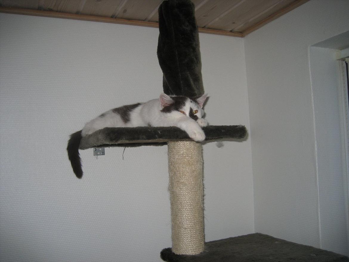 British Shorthair BUFF billede 5