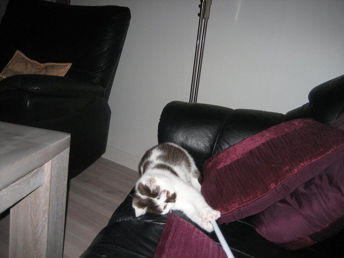 British Shorthair BUFF billede 6