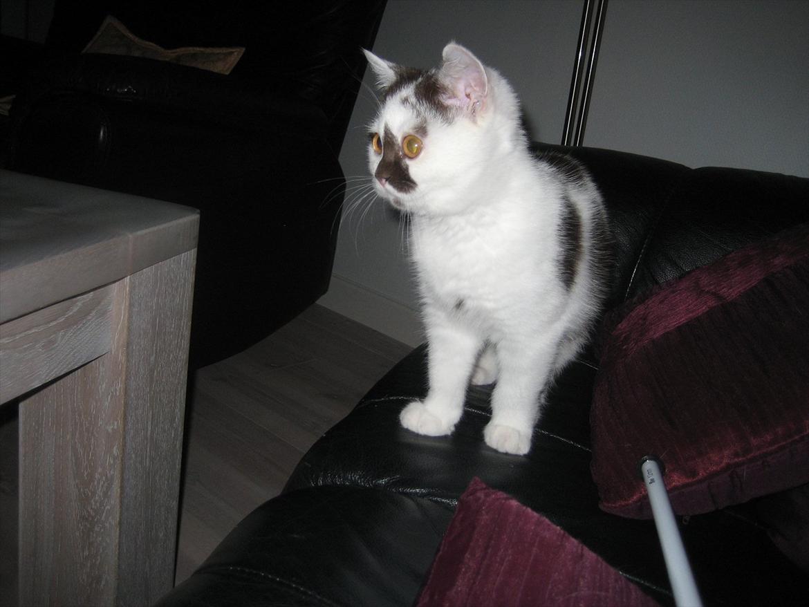 British Shorthair BUFF billede 7