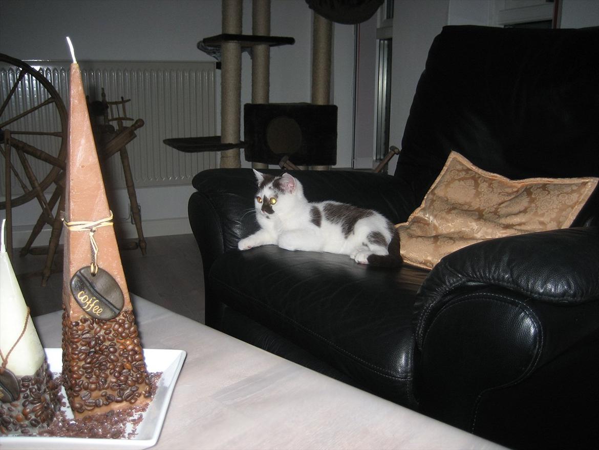 British Shorthair BUFF billede 8