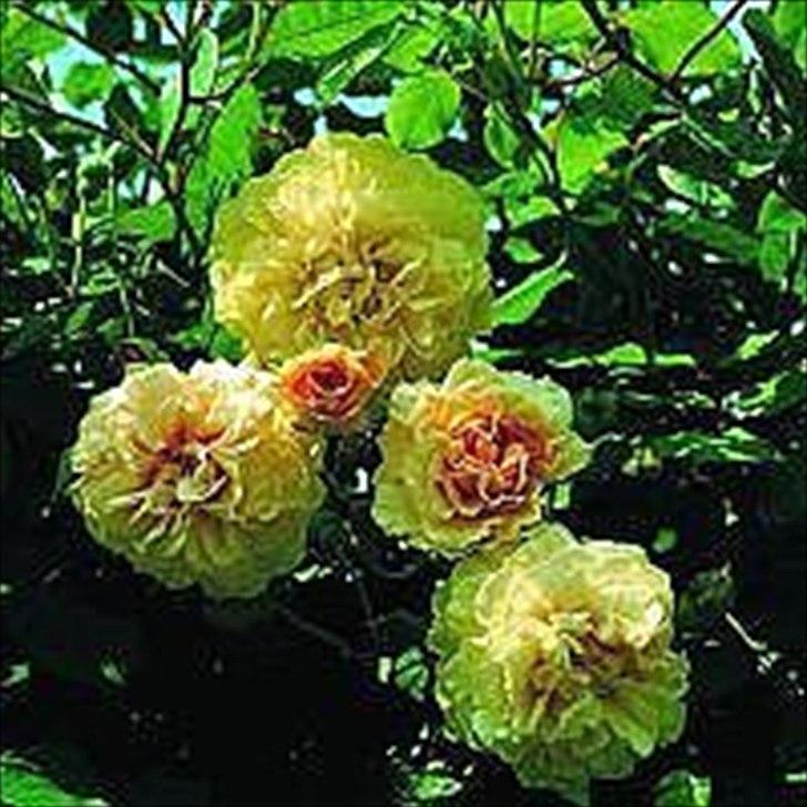 British Shorthair BUFF - Buff er opkaldt efter rosen 'Buff Beauty' billede 9