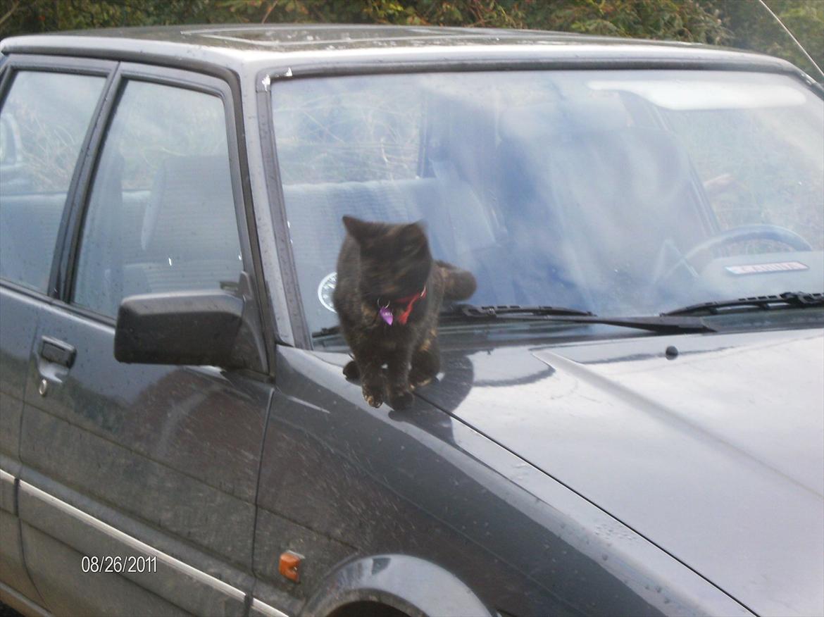 Huskat Limea billede 13