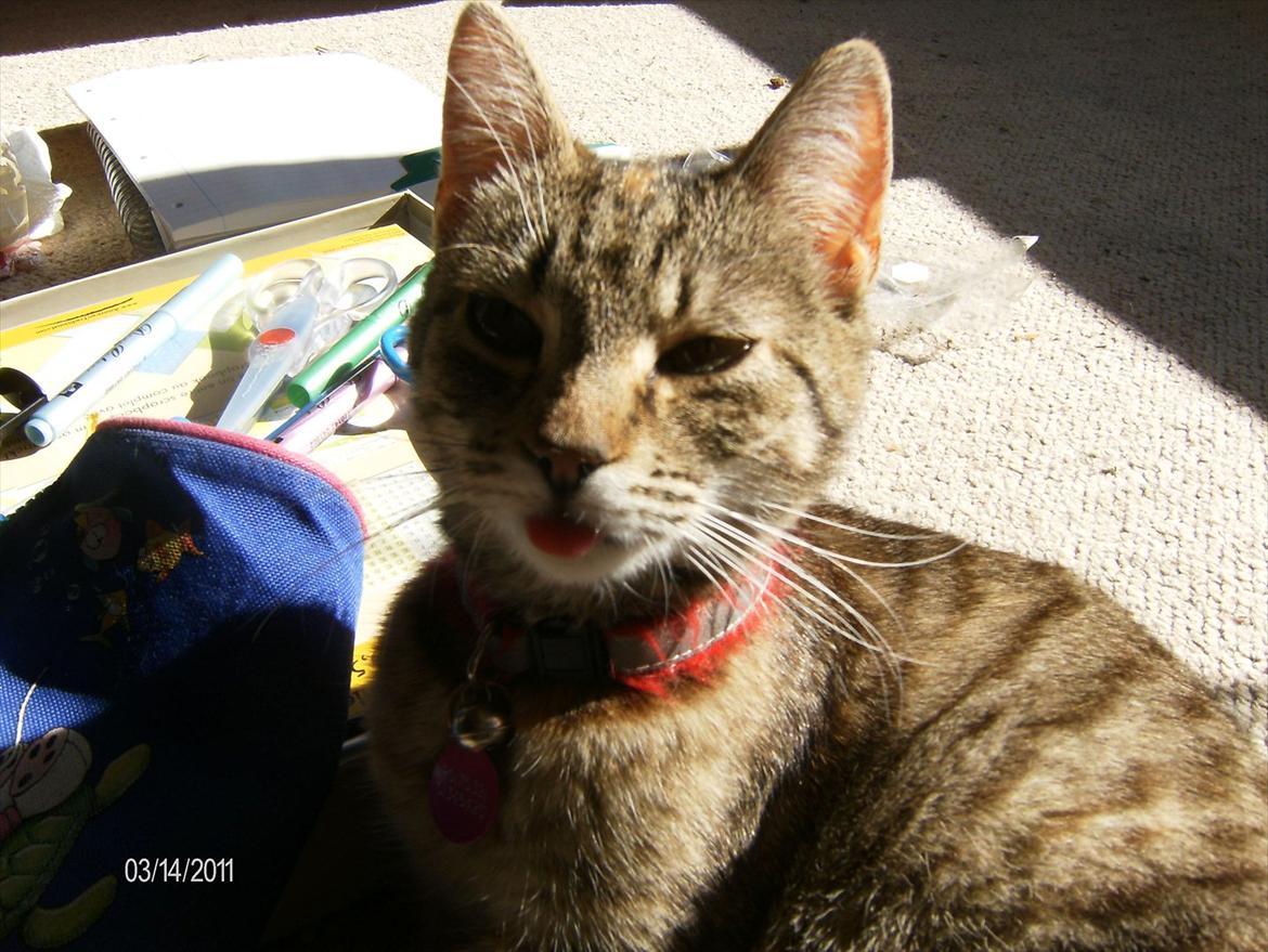 Huskat lucky billede 13