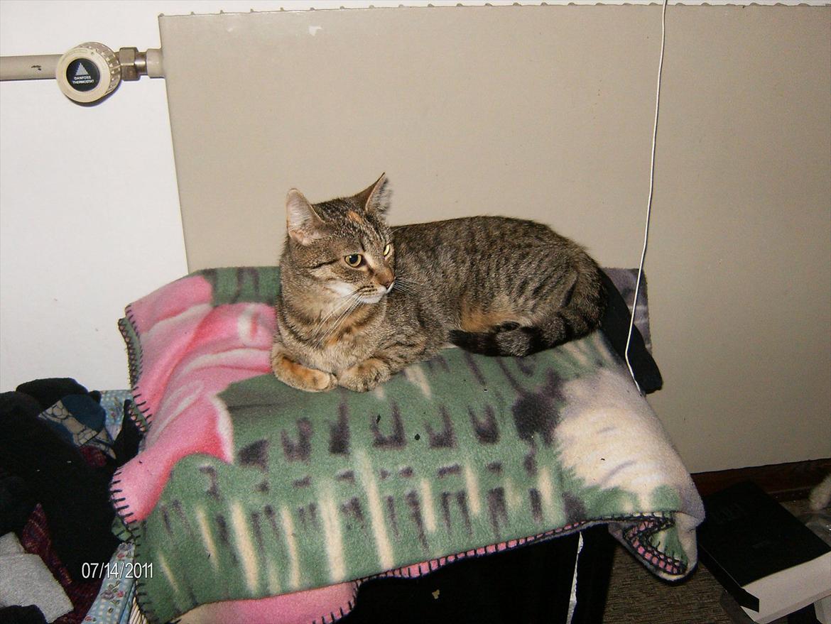 Huskat lucky billede 14