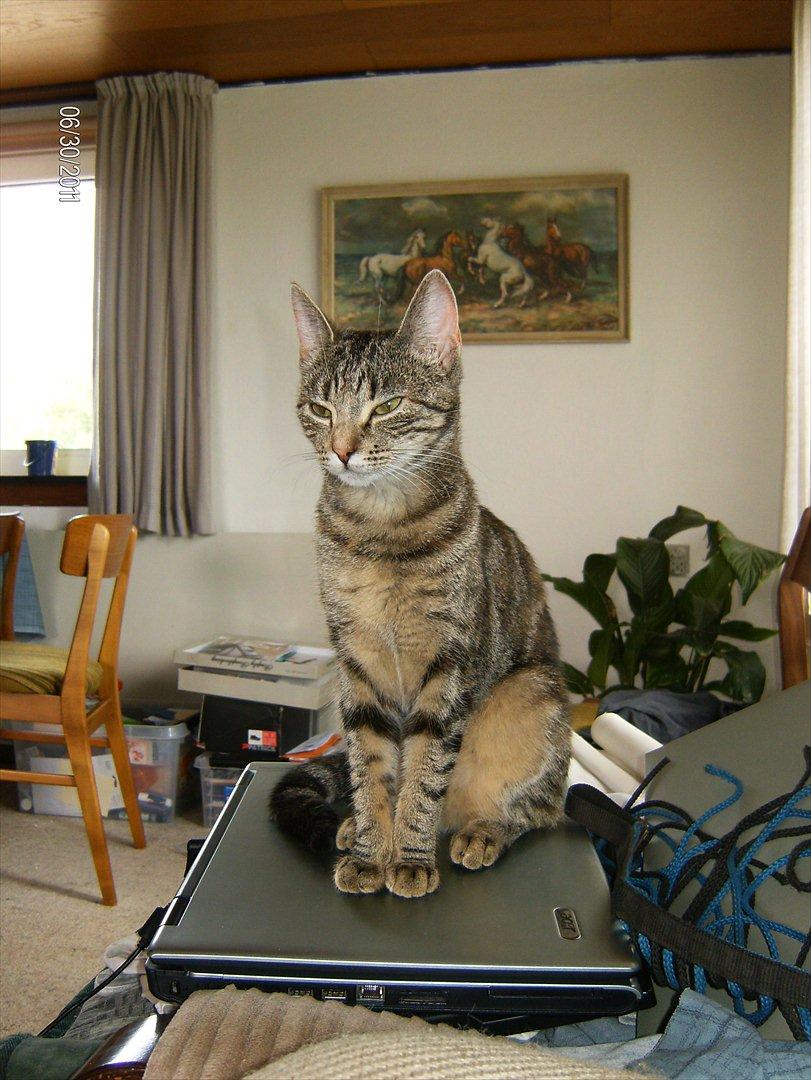 Huskat kia billede 14