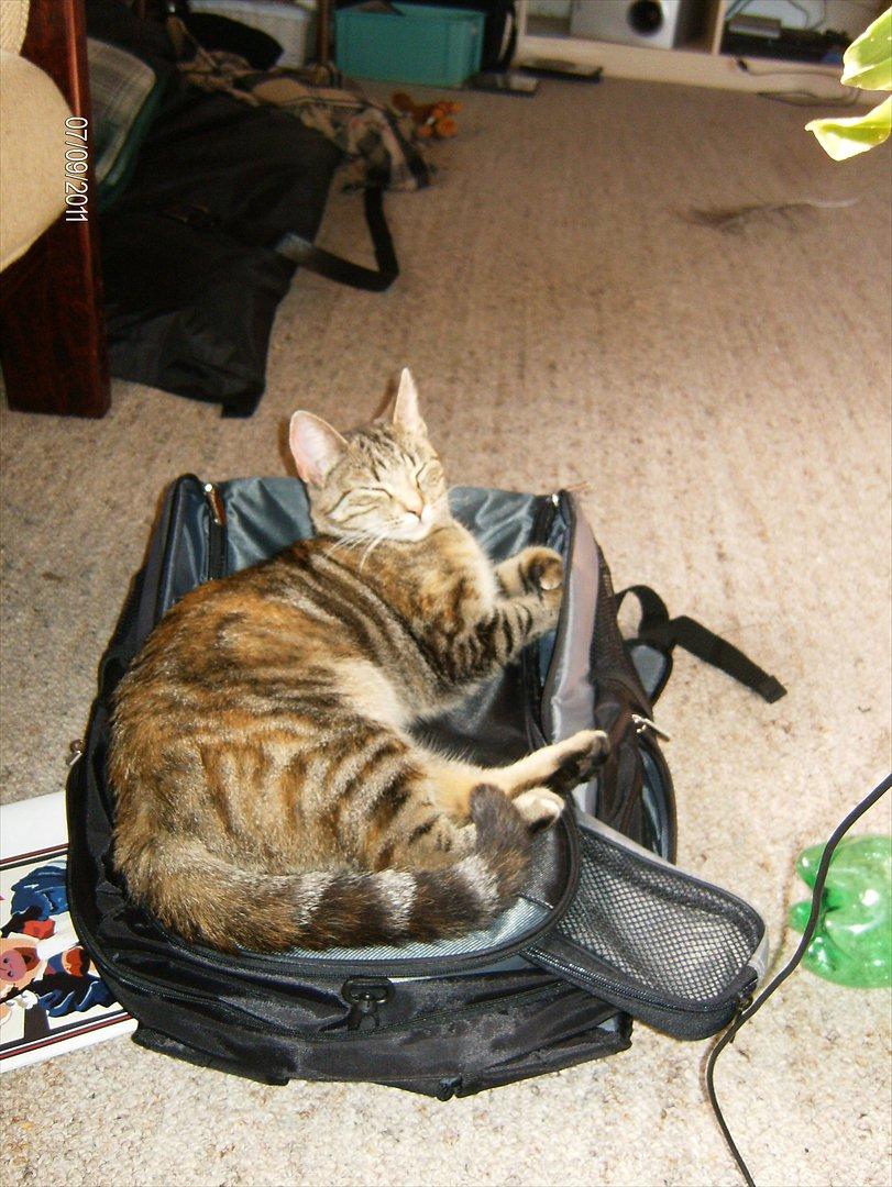 Huskat kia billede 15