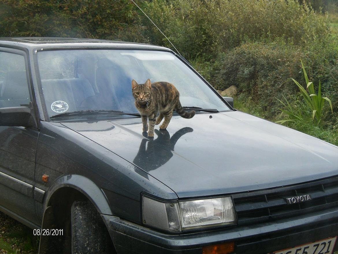 Huskat kia billede 16