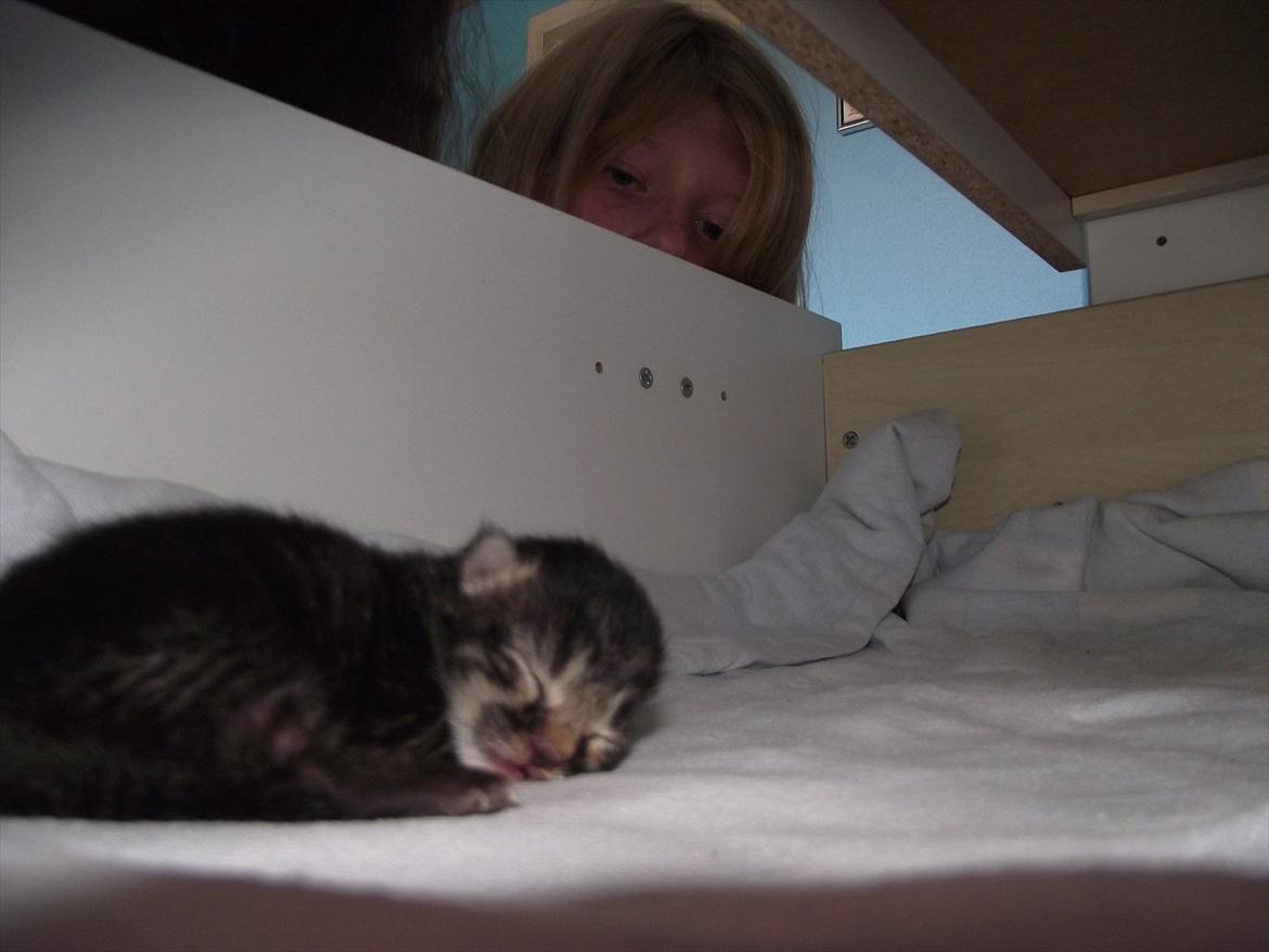 Huskat (lill) Fru. Jensen billede 1