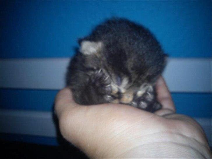 Huskat (lill) Fru. Jensen - selvom man lige har fået øjne, kan lyset jo godt skære lidt i øjnene heheh billede 2