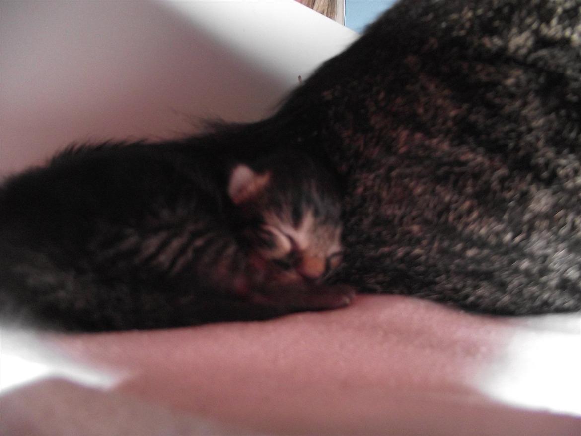 Huskat (lill) Fru. Jensen billede 3