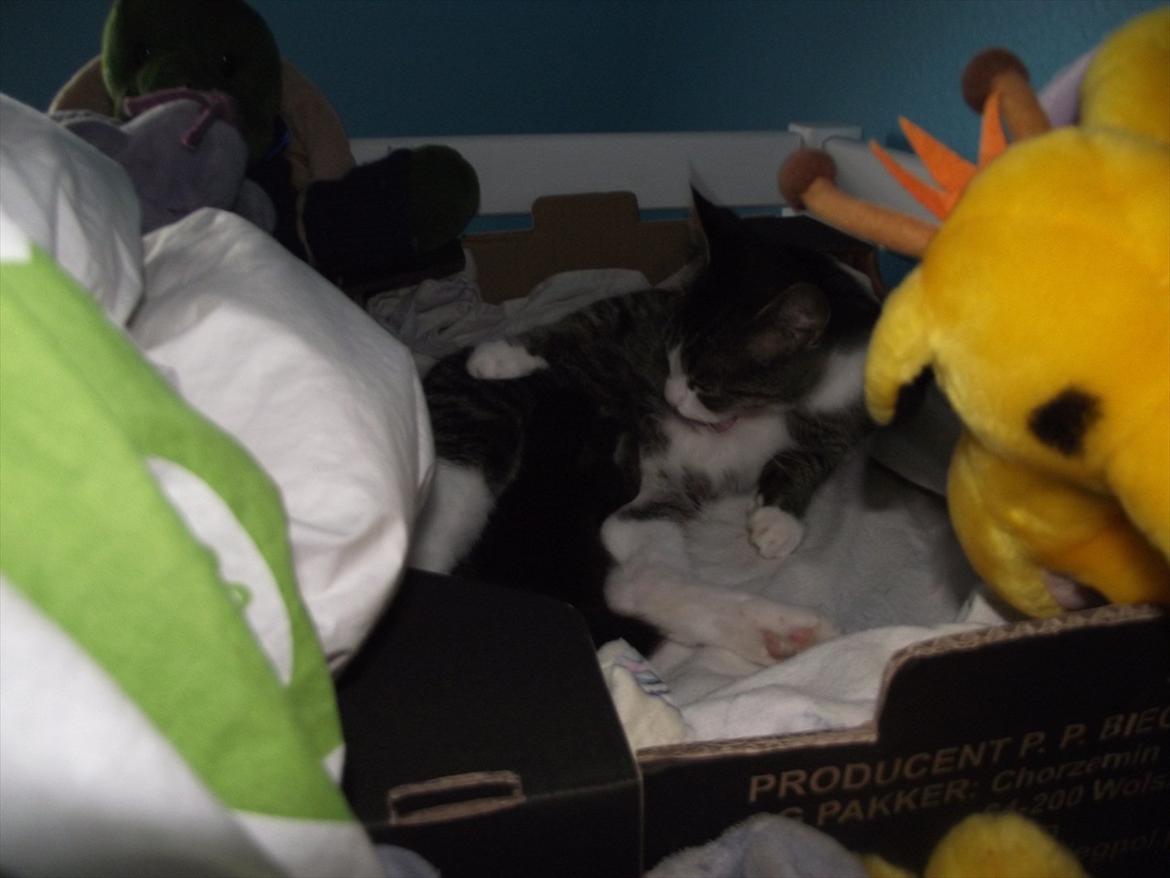 Huskat (lill) Fru. Jensen billede 4